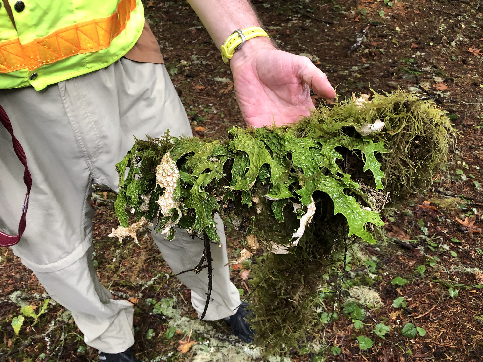 We have been finding clumps of Lobaria lichens at many of our field sites, a positive indicator of air quality.