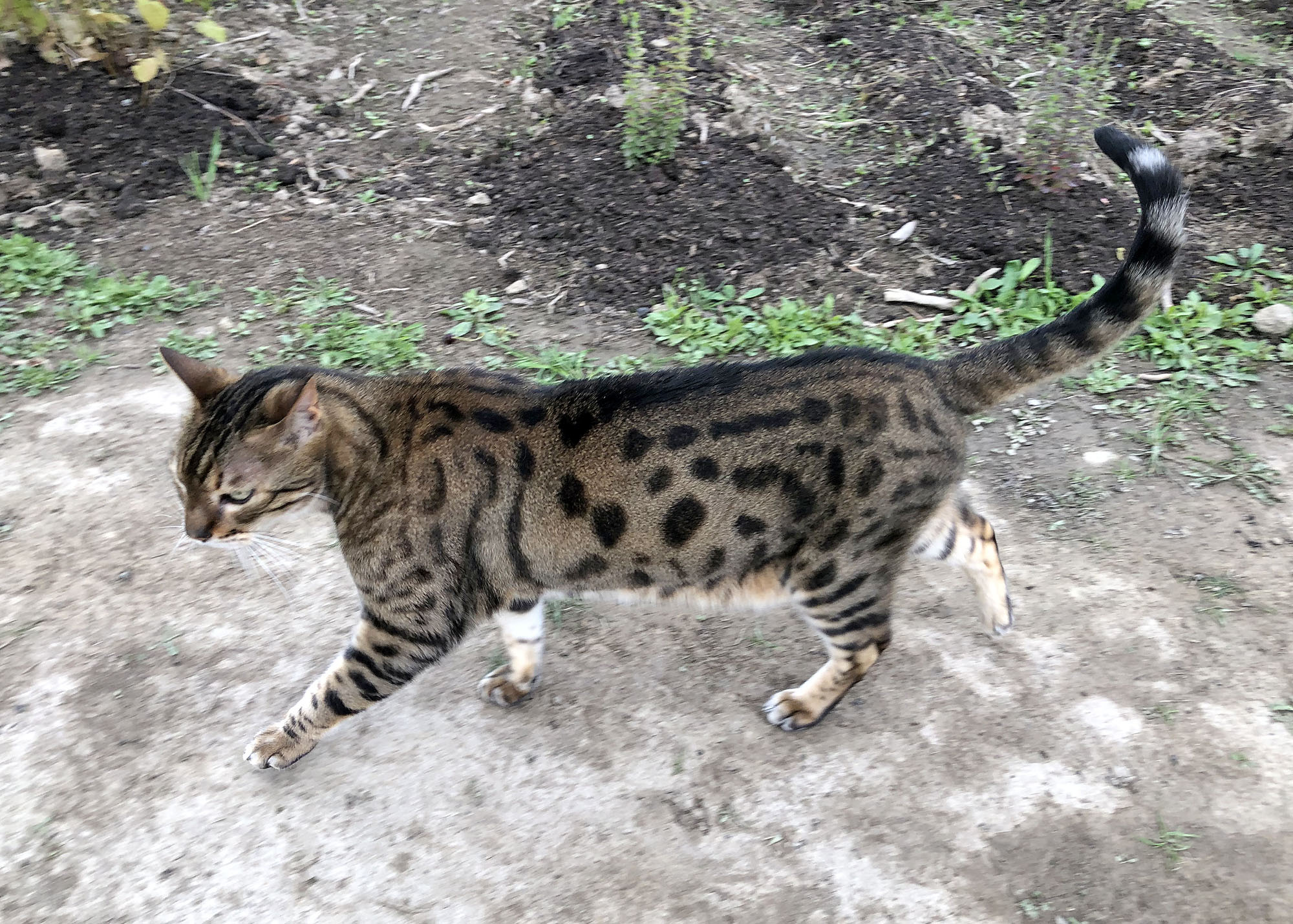 Our cats are the Bengal breed, a hybrid between wild Asian Leopard Cats and domestic cats. They have a LOT of energy and Tanji patrols the interior perimeter of the garden.