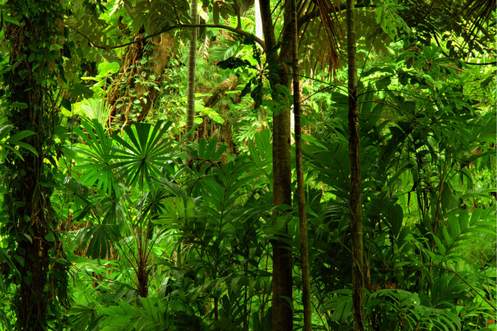 2b4 Tropical Rainforests – biotas