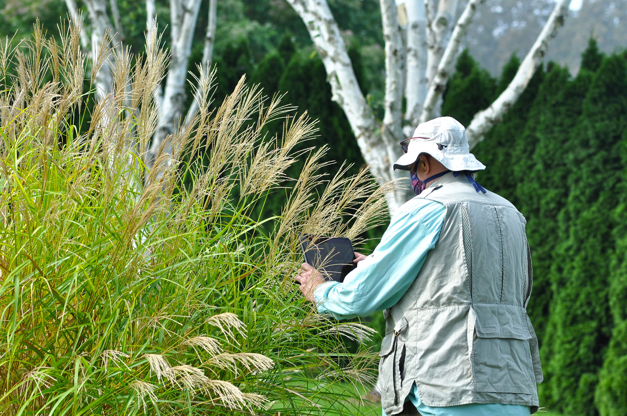 Grass plants have their own beauty, Mark is using an IPad for photos and videos.