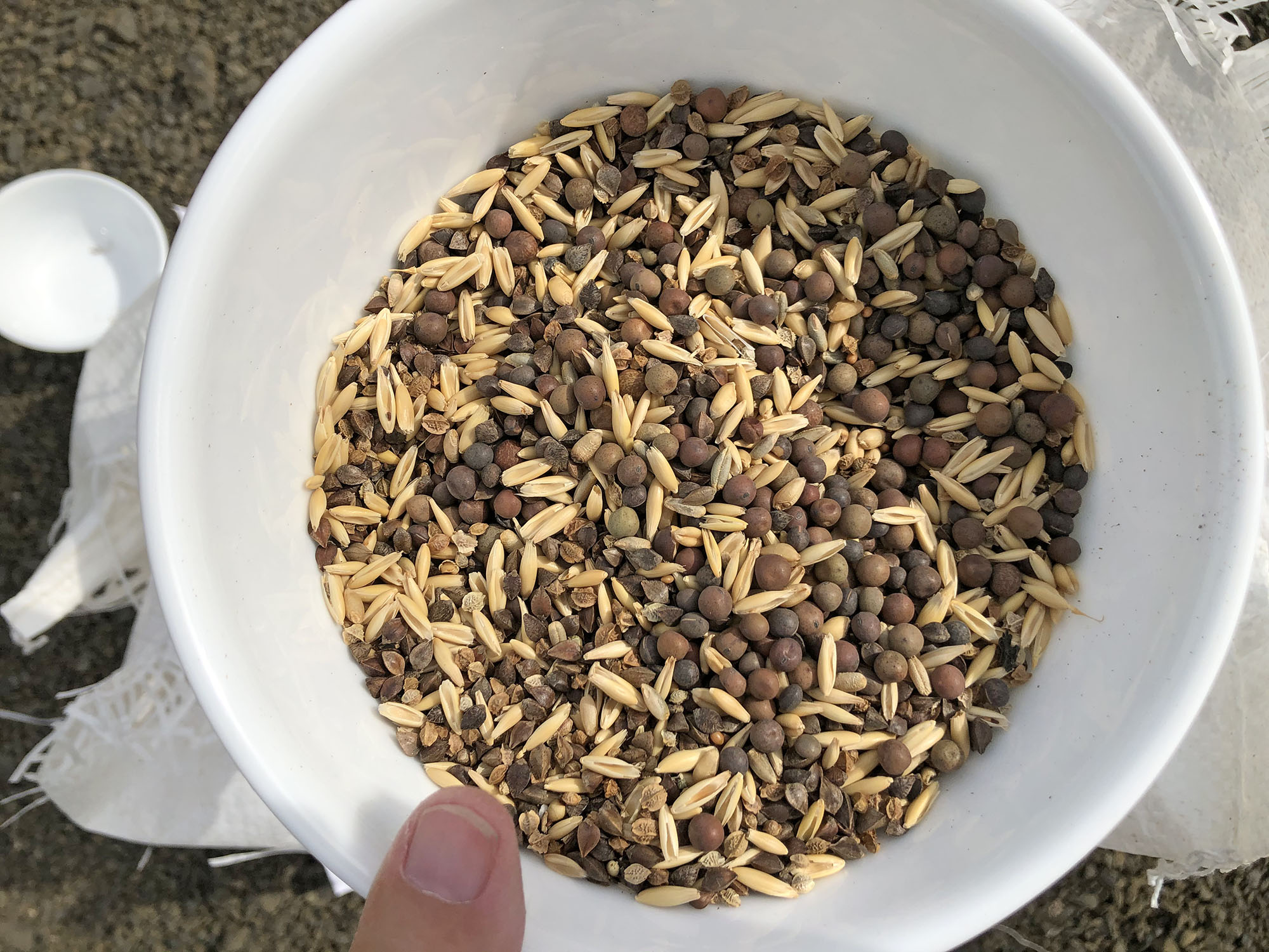 The seeds in this bowl were the start of this year's wildflower garden that has been supporting pollinators and providing food for a variety of animals.