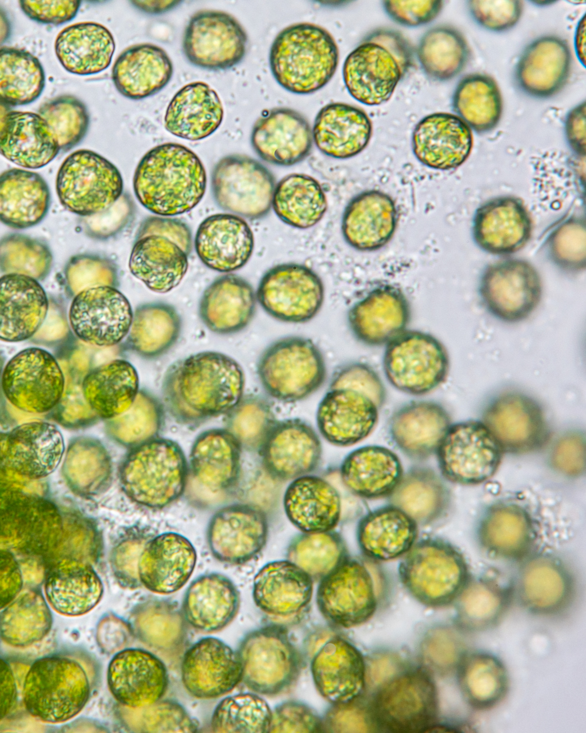 Most Protist species are microscopic, including algae.