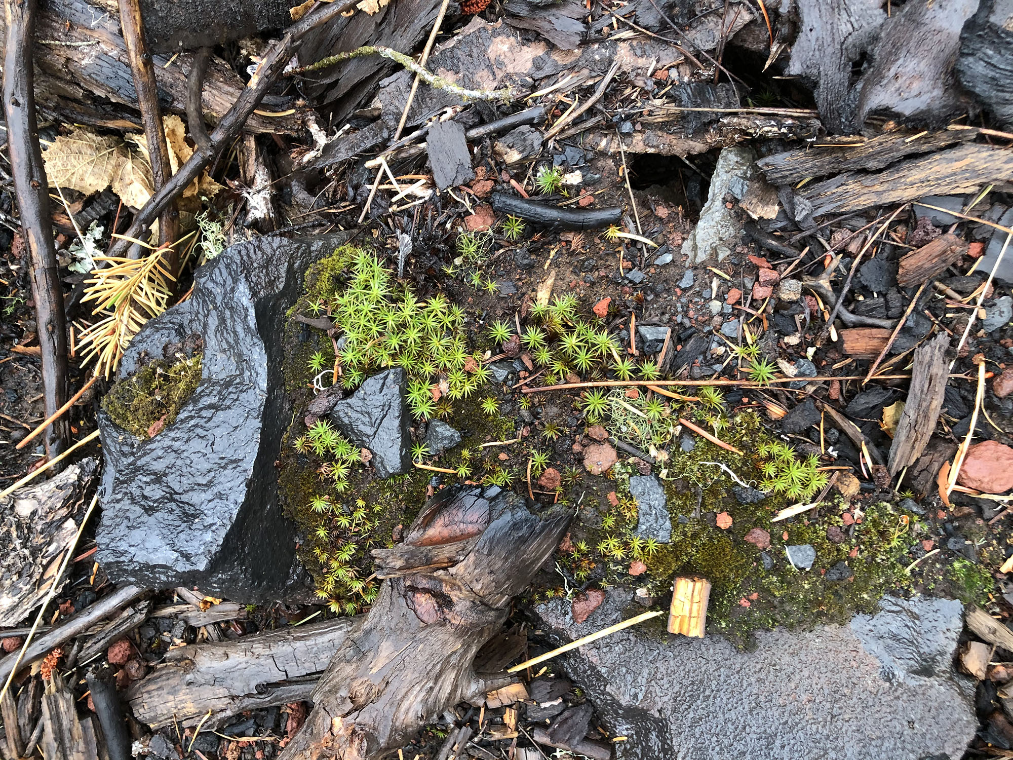 Even in areas that experienced fires in the past decade, moss plants are growing in damp crevices.